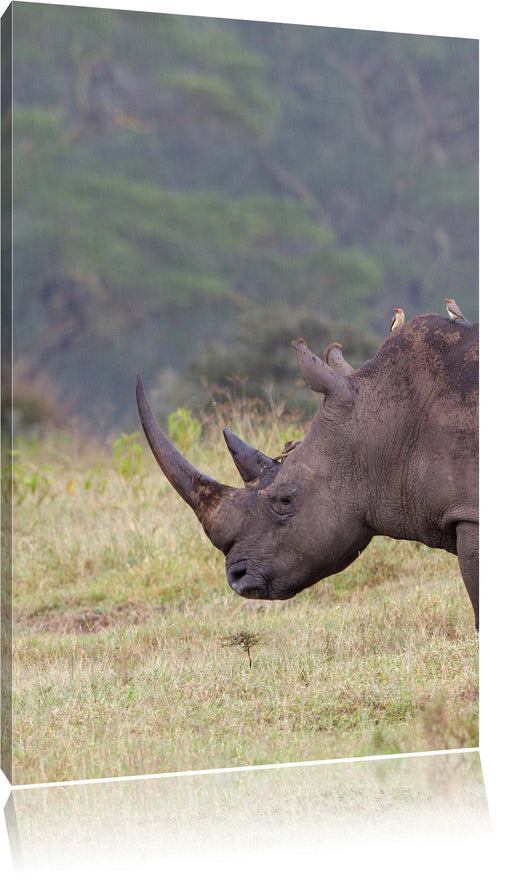 großes Nashorn in der Savanne Leinwandbild