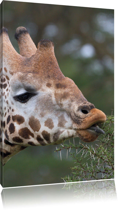 Pixxprint schöne Giraffe beim Fressen, Leinwandbild