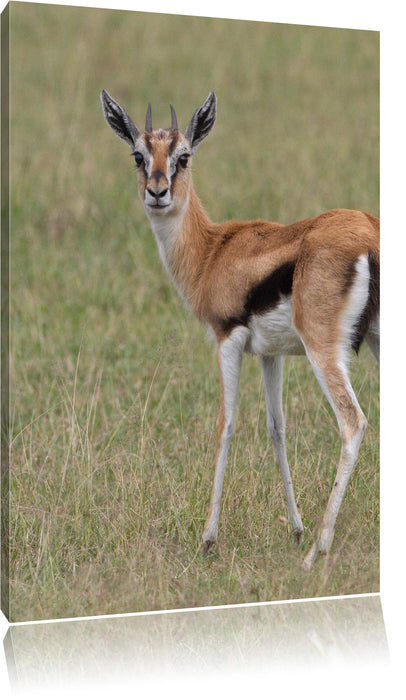 Pixxprint prächtige Gazelle auf Wiese, Leinwandbild