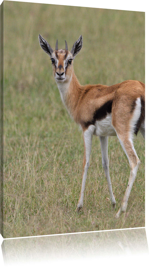 prächtige Gazelle auf Wiese Leinwandbild