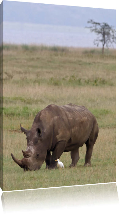 Pixxprint großes Nashorn beim Fressen, Leinwandbild