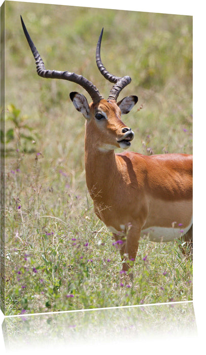 Pixxprint Dorkasgazelle im Wildgras, Leinwandbild