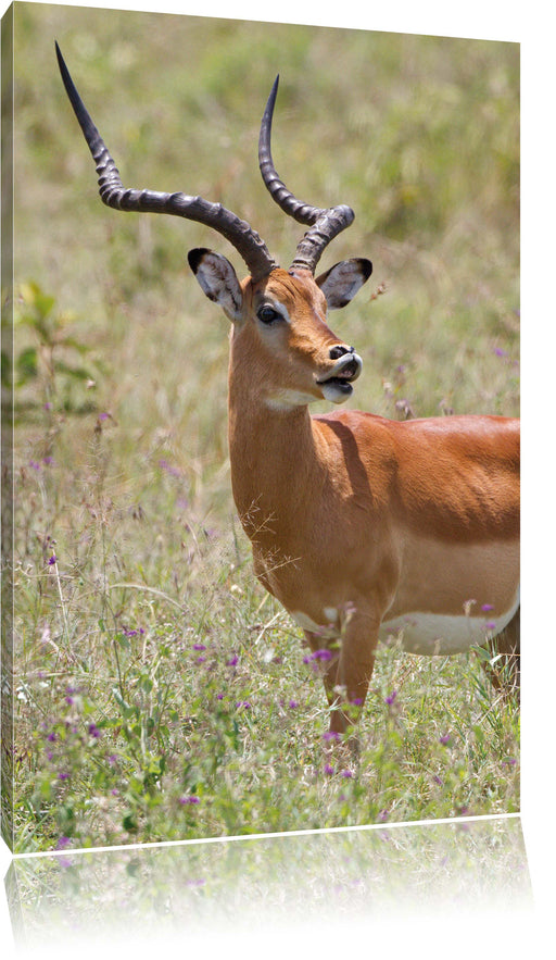 Dorkasgazelle im Wildgras Leinwandbild