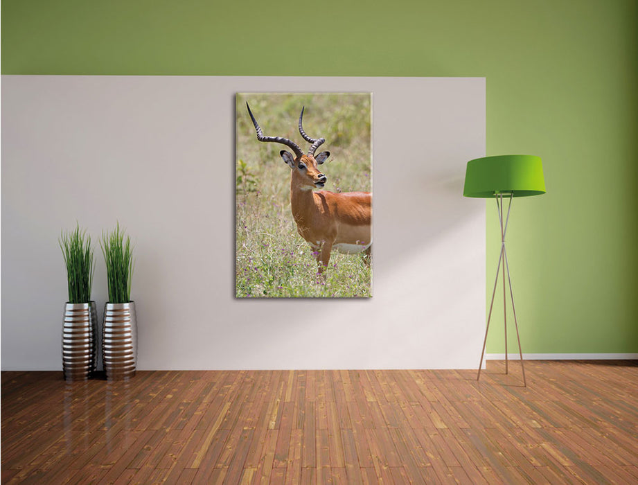 Dorkasgazelle im Wildgras Leinwandbild im Flur