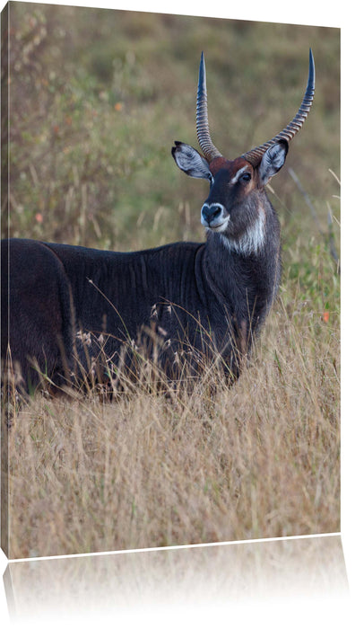 Pixxprint ausgewachsene Dorkasgazelle, Leinwandbild