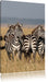 kleine Zebrahorde Leinwandbild