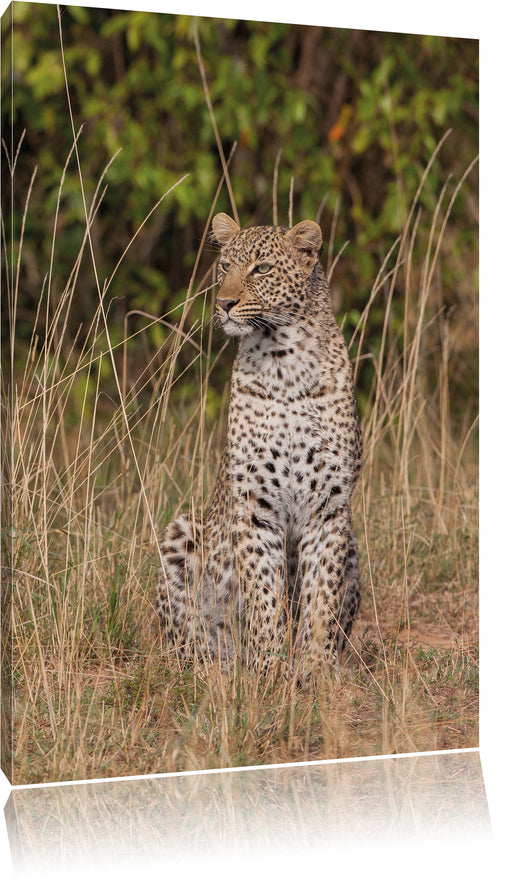 anmutiger Leopard im hohen Gras Leinwandbild