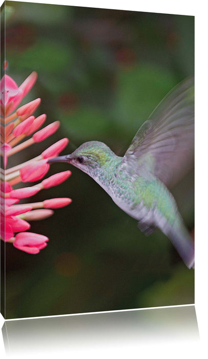 Pixxprint Kolibri an Blüte, Leinwandbild