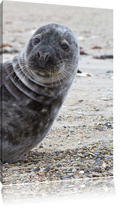 Pixxprint Robbe an Kiesstrand, Leinwandbild