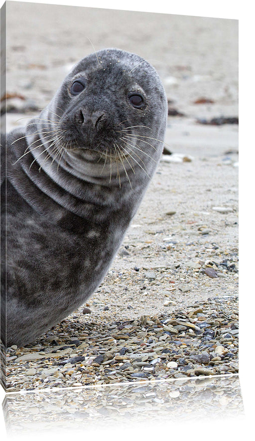 Robbe an Kiesstrand Leinwandbild