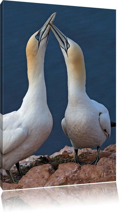 Pixxprint außergewöhnliche Vögel am Meer, Leinwandbild