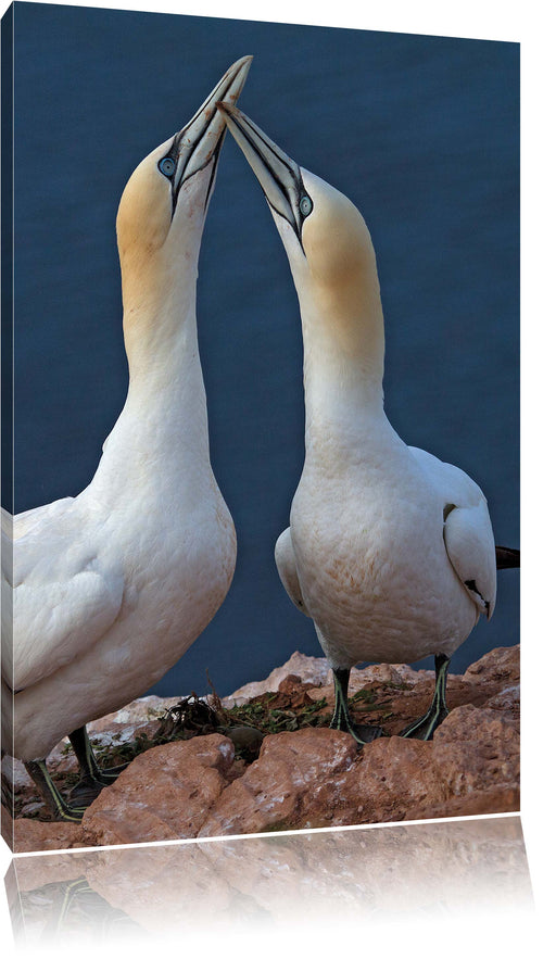 außergewöhnliche Vögel am Meer Leinwandbild