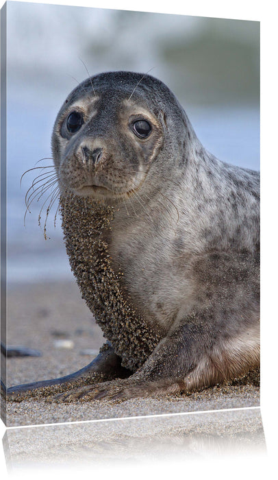 Pixxprint niedliche Robbe am Strand, Leinwandbild