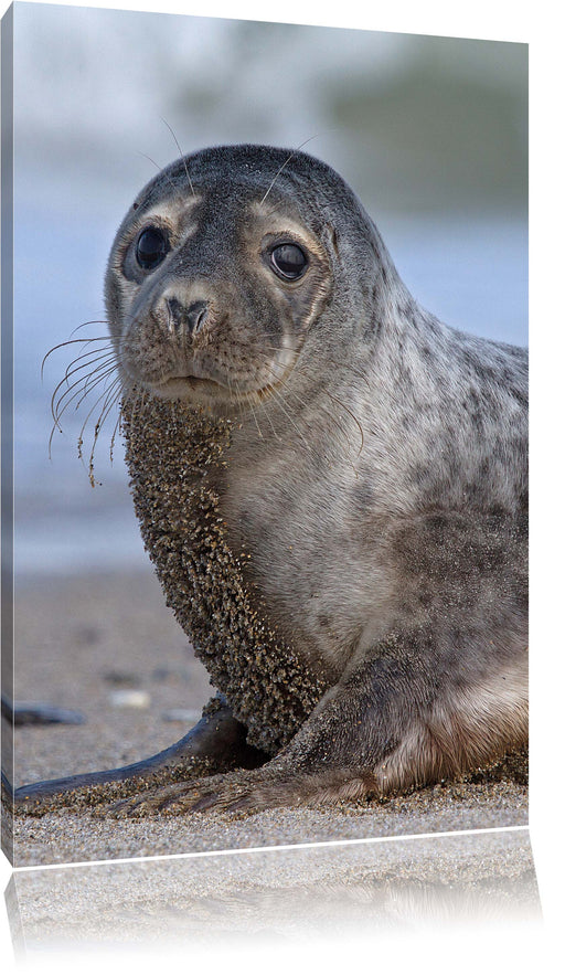 niedliche Robbe am Strand Leinwandbild