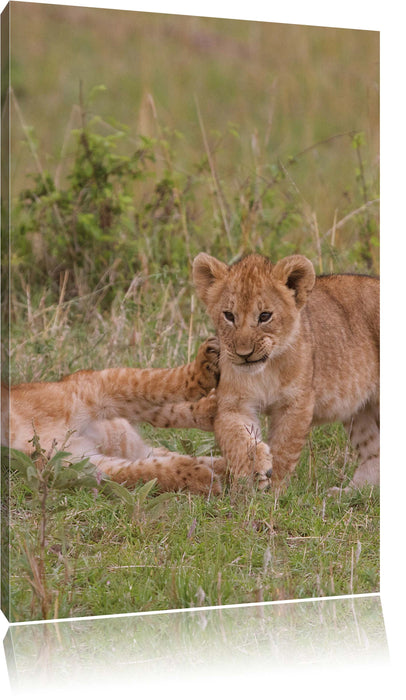 Pixxprint zwei Löwenjunge beim Spielen, Leinwandbild