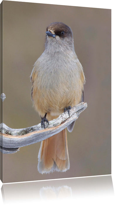 Pixxprint kleiner Vogel auf Ast, Leinwandbild