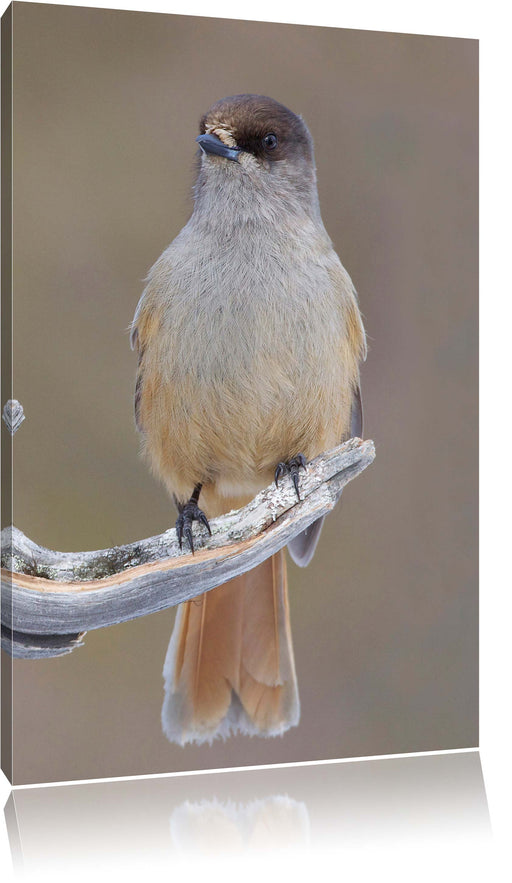 kleiner Vogel auf Ast Leinwandbild