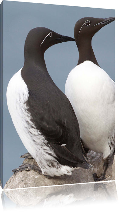 Pixxprint zwei Trottellummen auf Felsen, Leinwandbild