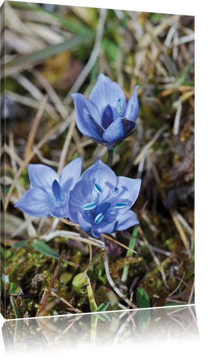 Pixxprint Wunderschöner Enzian, Leinwandbild