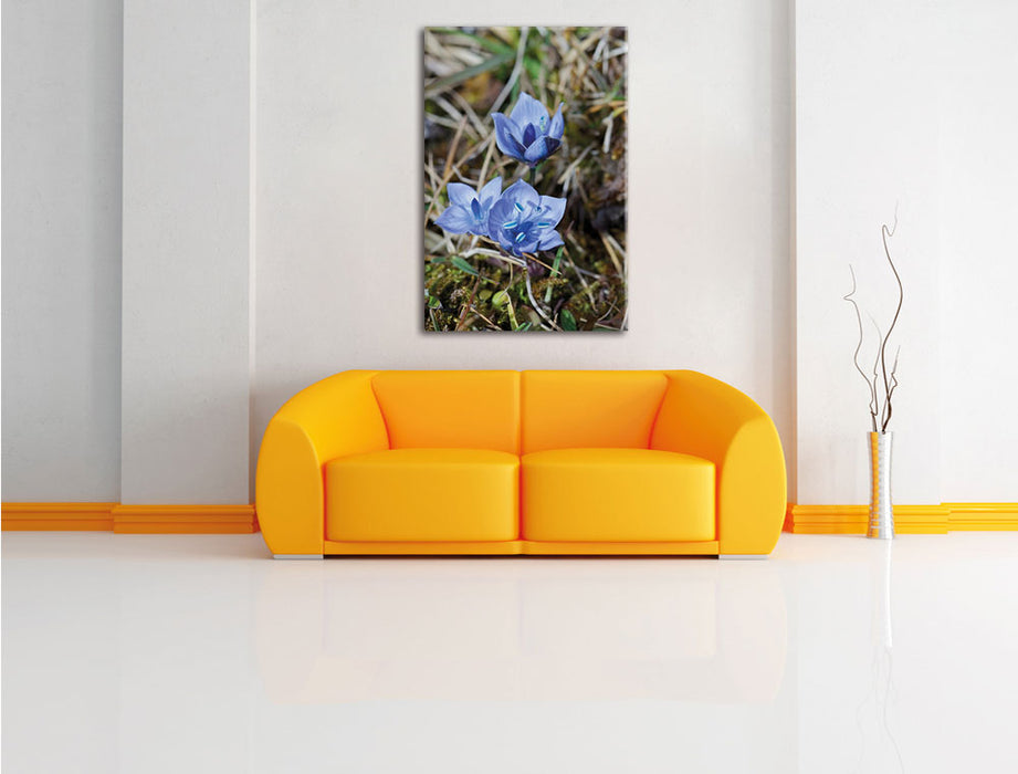 Wunderschöner Enzian Leinwandbild über Sofa