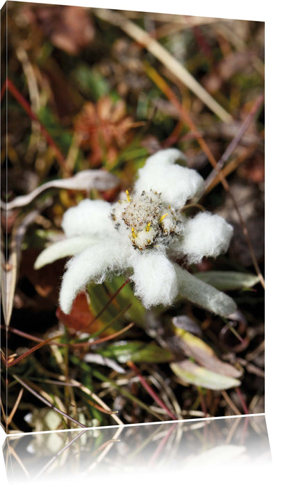 Pixxprint flauschige weiße Blüte, Leinwandbild