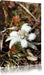 flauschige weiße Blüte Leinwandbild