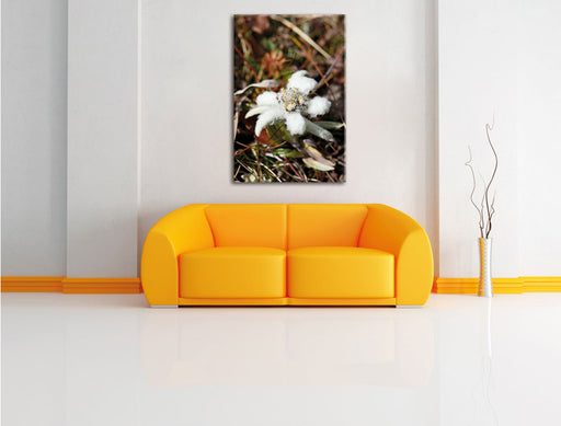 flauschige weiße Blüte Leinwandbild über Sofa