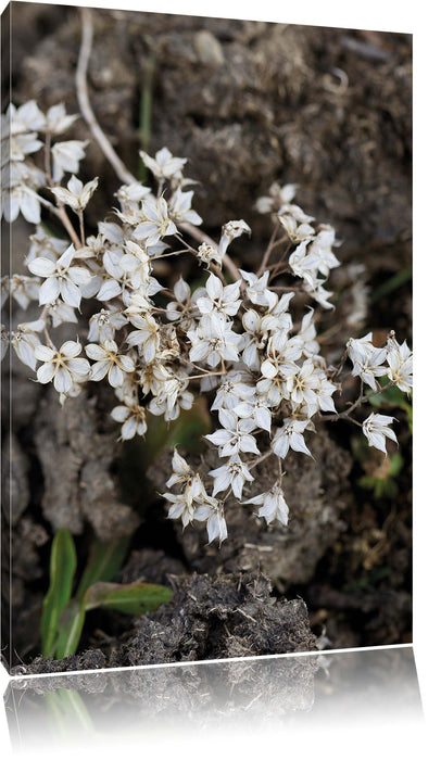 Pixxprint kleine weiße Sternblumen, Leinwandbild