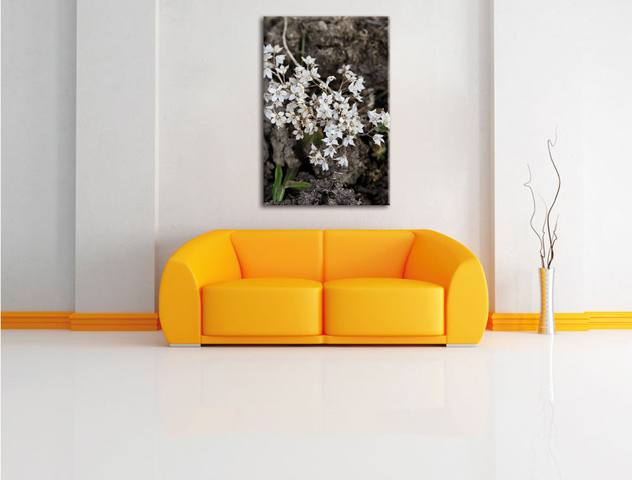 kleine weiße Sternblumen Leinwandbild über Sofa