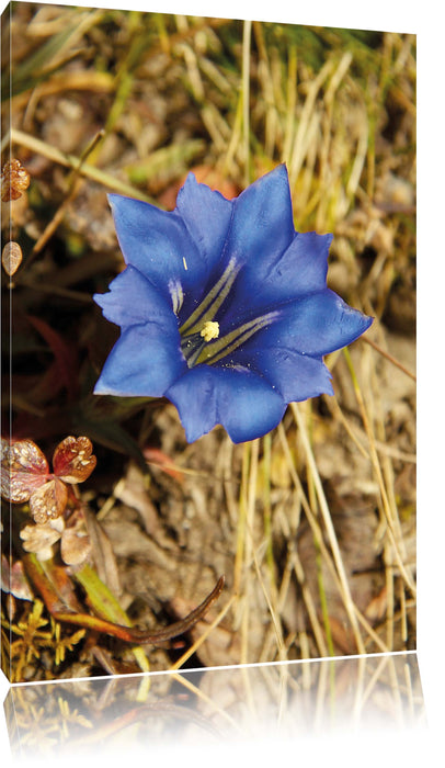 Pixxprint Wunderschöner Enzian im Kornfeld, Leinwandbild
