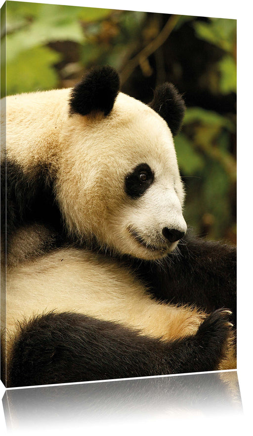 niedlicher Pandabär Leinwandbild
