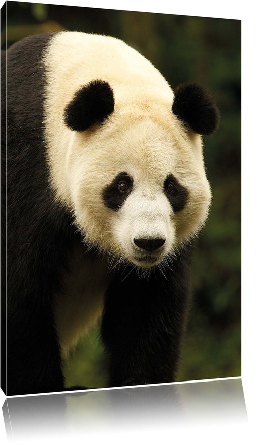 großer Pandabär Leinwandbild