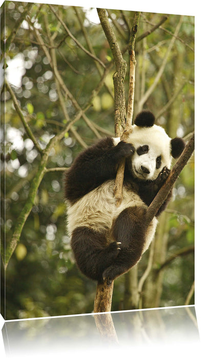 Pixxprint niedlicher Pandabär auf Baum, Leinwandbild