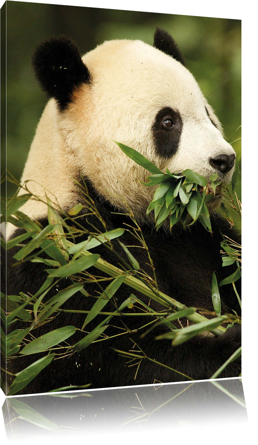 Pandabär beim Fressen Leinwandbild