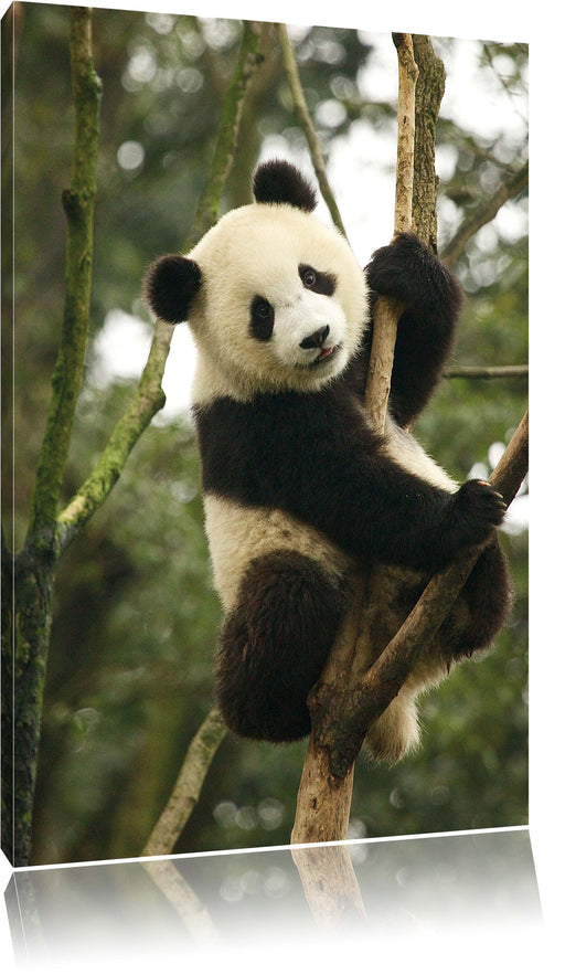 niedlicher Pandabär auf Baum Leinwandbild