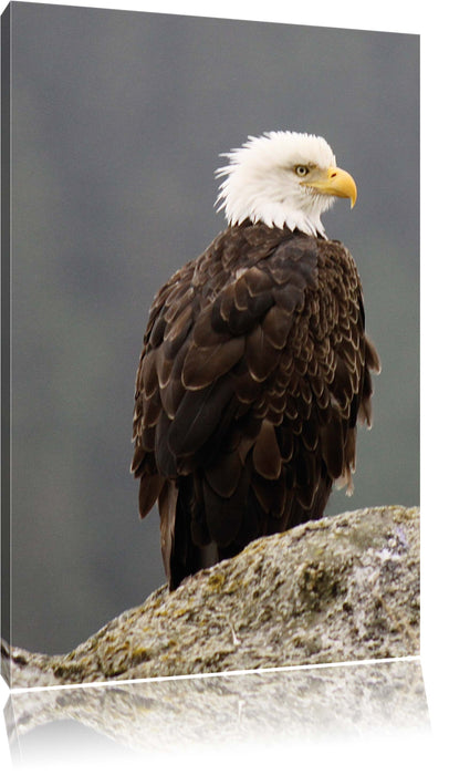 Pixxprint wachsamer Adler auf Fels, Leinwandbild