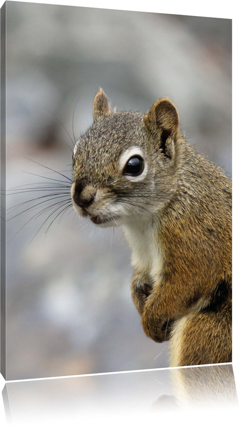 kleines wachsames Eichhörnchen Leinwandbild