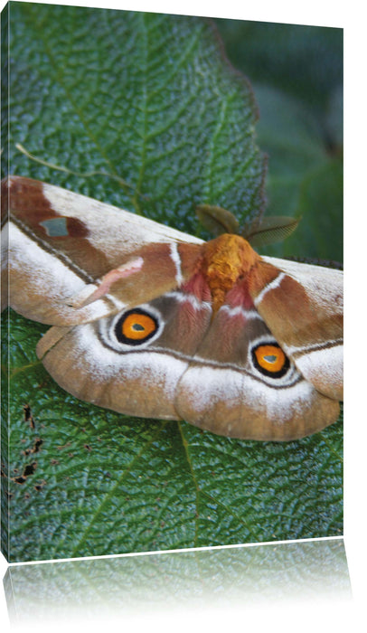 Pixxprint Schmetterling auf Blatt, Leinwandbild