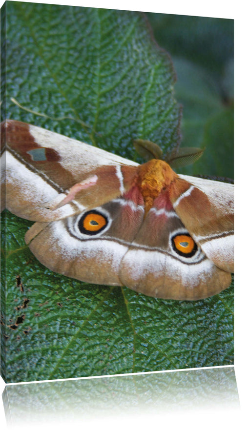 Schmetterling auf Blatt Leinwandbild