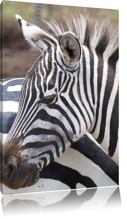 Pixxprint prächtiges Zebra, Leinwandbild