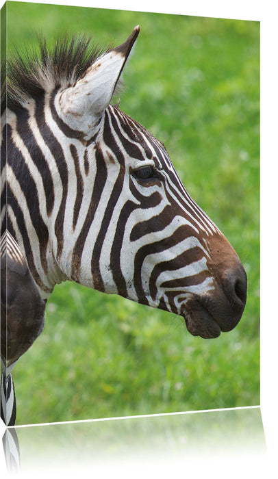 Pixxprint schönes Zebrapaar, Leinwandbild