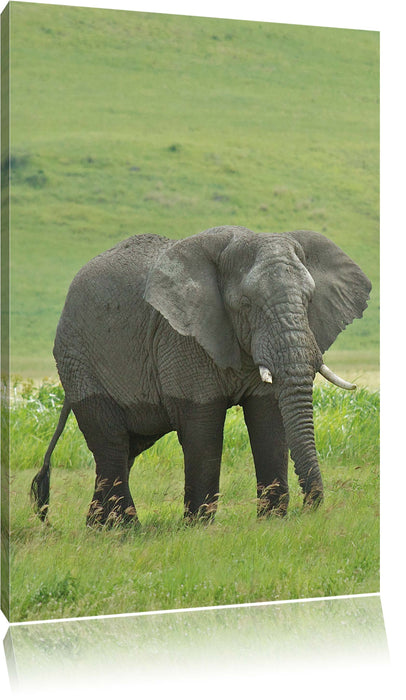 Pixxprint gigantischer Elefant im Gras, Leinwandbild