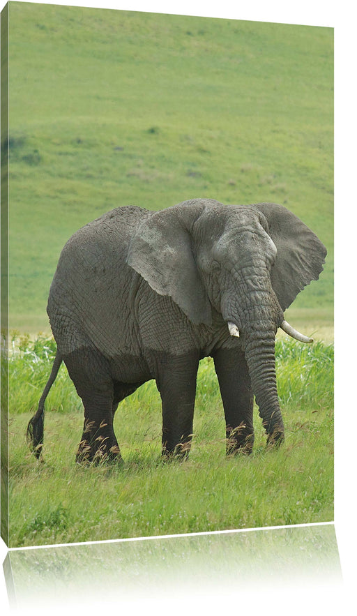 gigantischer Elefant im Gras Leinwandbild
