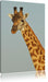 majestätische Giraffe Leinwandbild