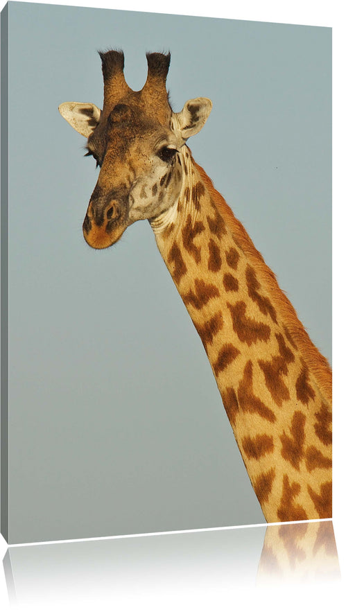 majestätische Giraffe Leinwandbild