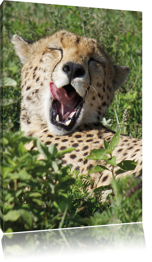 müder Gepard ruht auf Wiese Leinwandbild