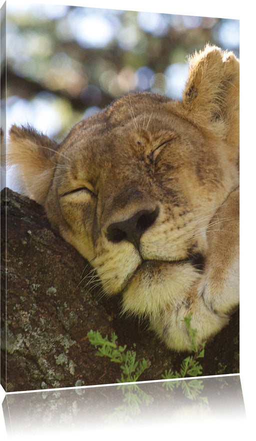 müde Löwin ruht auf Baum Leinwandbild