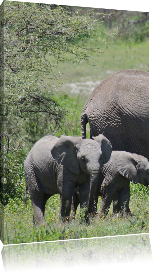 Süße Elefanten Babys Leinwandbild