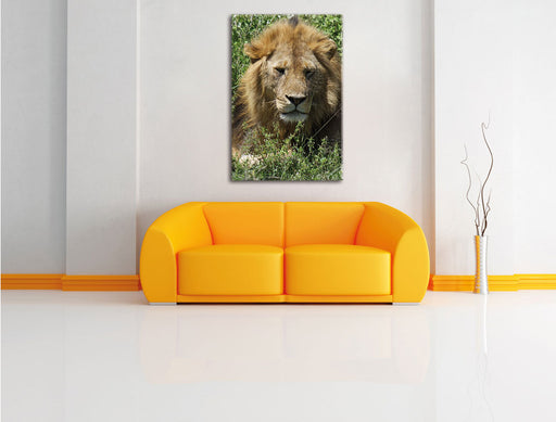 müder Löwe ruht im Gras Leinwandbild über Sofa