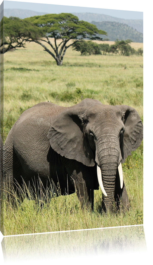 Elefant in der Savanne Leinwandbild